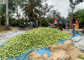 চাঁপাইয়ের সাড়ে তিন টাকার আম ঢাকায় ১’শ